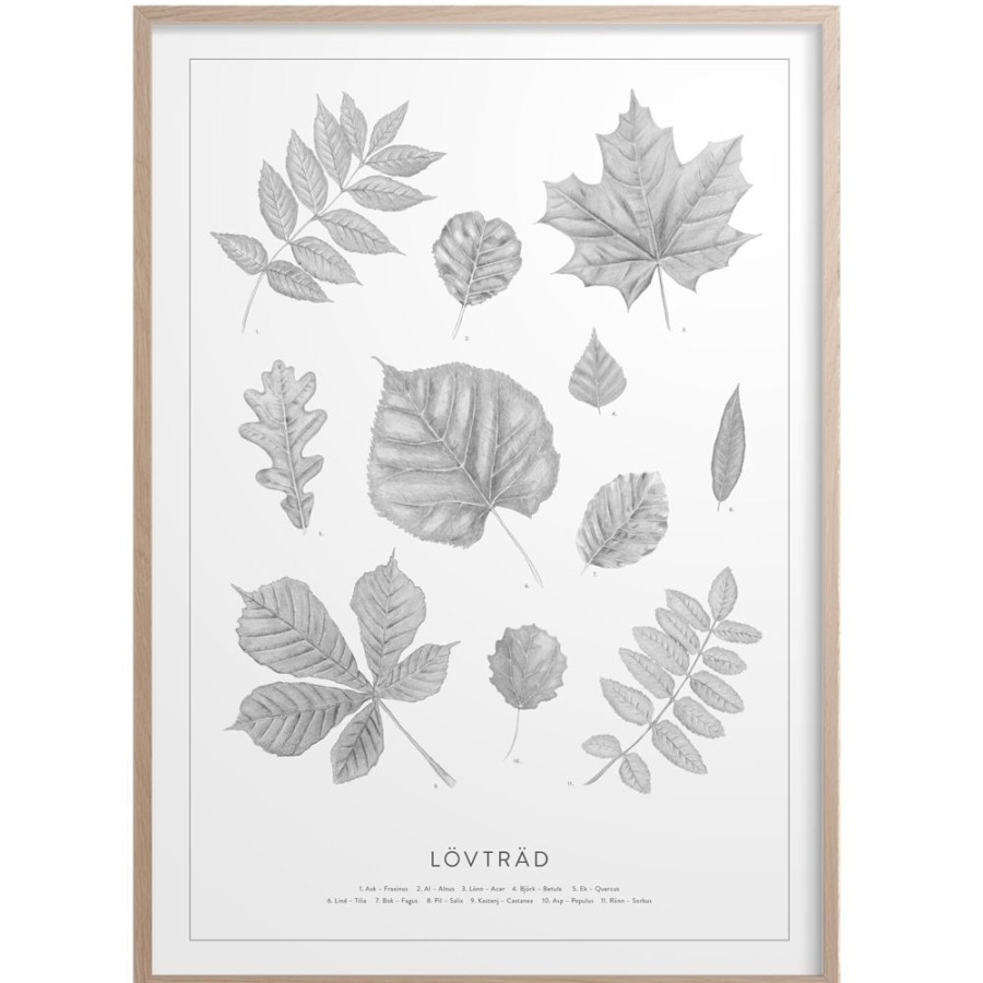 Inredning Kunskapstavlan® Posters | Lovtrad Poster 30X40 Cm