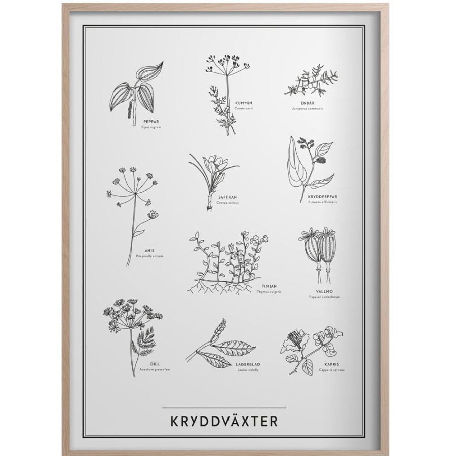 Inredning Kunskapstavlan® Posters | Kryddvaxter Poster 50X70 Cm